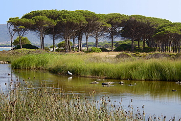 Lake with water plants and bird, sea and beach in the background, Costa degli Oleandri, near Ottiolu harbour, Sardinia, Italy, Mediterranean, Europe