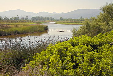 Typical Sardinian landscape, water pond and mountains in the background, Costa degli Oleandri, near Ottiolu harbour, Sardinia, Italy, Mediterranean, Europe