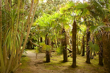 Palm trees, Botanical gardens of Chateau de Vauville, Cotentin, Normandy, France, Europe