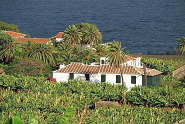 Banana plantation, Tenerife, Canary Islands, Spain, Atlantic, Europe