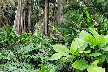 Botanical Gardens, Puerto de la Cruz, Tenerife, Canary Islands, Spain, Europe