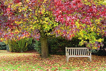 Bench under liquidambar tree, Hilliers Gardens, Ampfield, Hampshire, England, United Kingdom, Europe