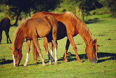 Wild ponies grazing, New Forest, Hampshire, England 