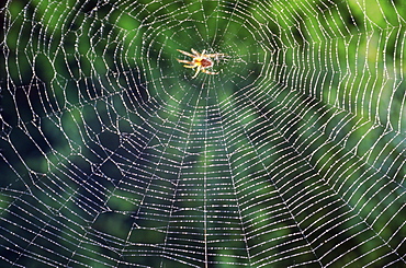Spider in the centre of its web