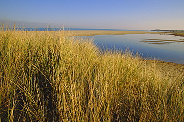 Shell Bay, Studland, Dorset, England, UK