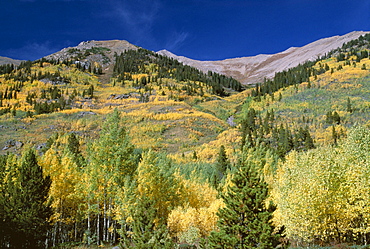 Aspen trees, Independence Pass, Colorado, United States of America (U.S.A.), North America