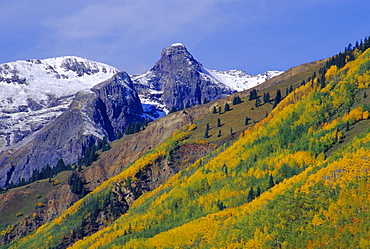 Aspen pines and snowy peaks,San Juan Skyway, Colorado, USA 