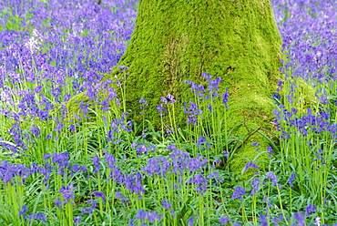 Moss covered base of a tree and bluebells in flower, Bluebell Wood, Hampshire, England, UK