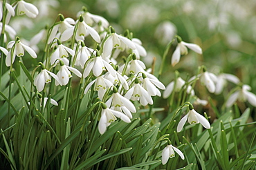 Snowdrops, Warnford, Hampshire, England, United Kingdom, Europe