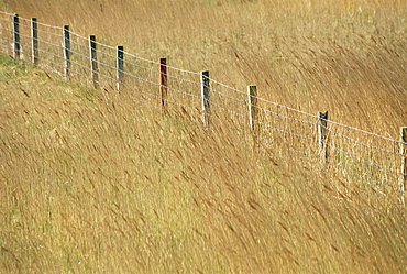 Fence posts through reeds, Isle of Harris, Outer Hebrides, Western Isles, Scotland, United Kingdom, Europe