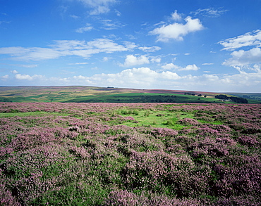 Heather on the moors, North Yorkshire, England, United Kingdom, Europe