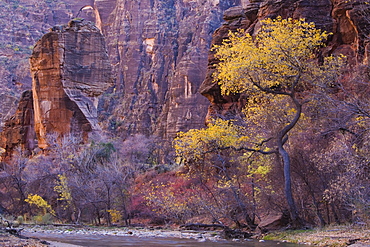 Cottonwood by the Virgin River, The Pulpit, Zion National Park in Autumn, Utah, United States of America, North America