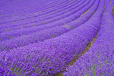 Lavender field near Chichester, West Sussex, England, United Kingdom, Europe