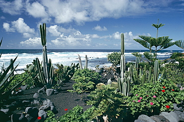 Garden by the Atlantic ocean, El Golfo, Lanzarote, Canary Islands, Spain, Europe