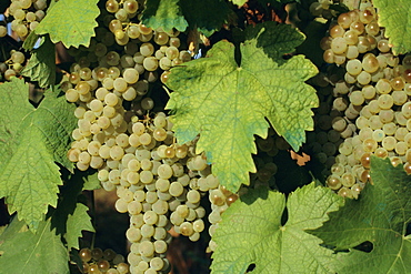 White grapes on vine, Italy, Europe