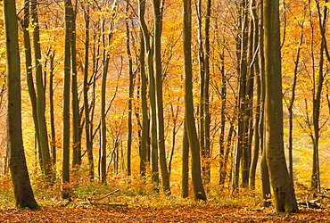 Beech trees in autumn, Queen Elizabeth Country Park, Hampshire, England, United Kingdom, Europe