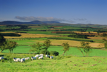 Sheep and fields with Cheviot Hills in the distance, Northumbria (Northumberland), England, UK, Europe