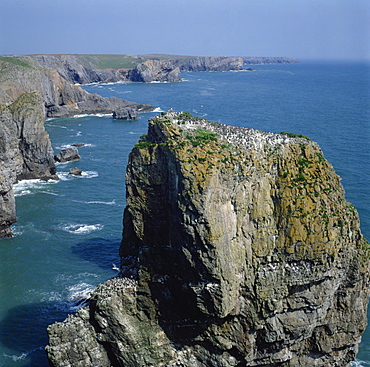 Seabird colony, Elegug Stacks, Pembrokeshire, Wales, United Kingdom, Europe