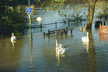 Swans swimming in street during the floods of 1998, Worcester, Worcestershire, England, United Kingdom, Europe