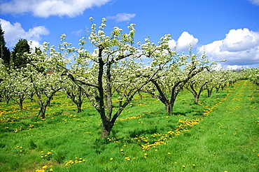 Blossom on pear trees in orchard, Holt Fleet, Worcestershire, England, UK, Europe