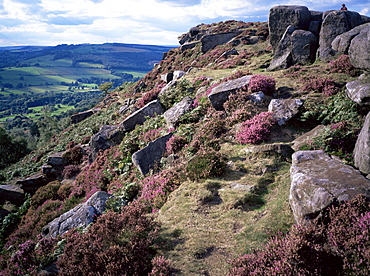 Heather and rocky terrain, Froggatt Edge, Derbyshire, England, United Kingdom, Europe