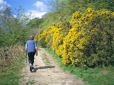 Gorse in bloom and walker, Croft, Herefordshire, England, United Kingdom, Europe