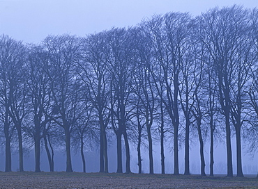 A line of bare trees on farmland in winter in the Canche Valley near Montreuil in the Nord Pas de Calais, France, Europe