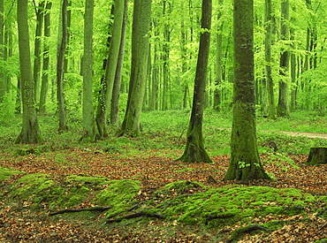 Tree trunks and moss in woodland in the Forest of Eu in Haute Normandie (Normandy), France, Europe