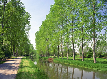 Tree lined river bank in spring, Marais Poitevin, Deux Sevres near Coulon, Poitou Charentes, France, Europe