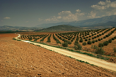 Landscape with olive trees, near Jaen, Andalucia, Spain, Europe