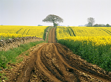 The Cotswolds, near Cirencester, Gloucestershire, England, United Kingdom, Europe