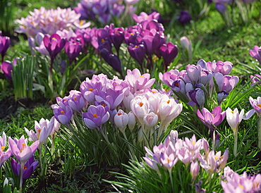 Clumps of mauve crocus flowers in spring