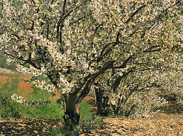 Spring blossom on trees near Gordes in Vaucluse, Provence, France, Europe