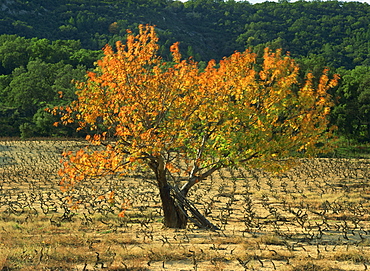 A fig tree in vineyards in autumn in Provence, France, Europe