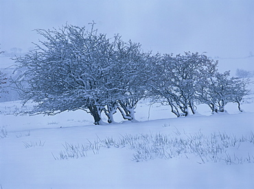 Trees covered in snow in winter in Cumbria, England, United Kingdom, Europe