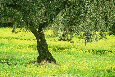 Landscape of olive tree and wild flowers near Trujillo, in Extremadura, Spain, Europe