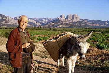 Man and donkey, near Tarragona, Catalonia (Cataluna) (Catalunya), Spain, Europe