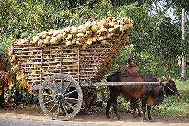 Ox cart loaded with coconut husks, near Colombo, Sri Lanka, Asia