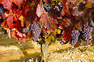 Close-up of Grenache grapes, Provence, France, Europe