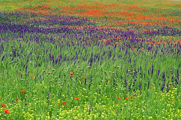 Spring meadow, near Ciudad Real, Castile La Mancha, Spain, Europe