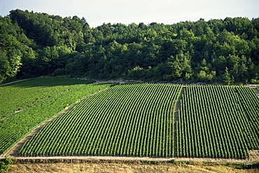 Chablis vineyards, Fleys, near Chablis, Yonne, Burgunday, France, Europe