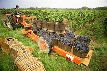 Harvesting grapes, St. Joseph, Ardeche, Rhone Alpes, France, Europe