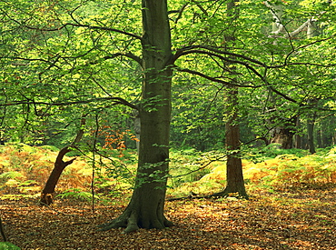 Trees in woodland in the Forest of Dean, Gloucestershire, England, United Kingdom, Europe