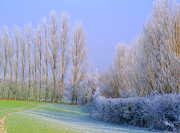 Hoar Frost on trees in Kent, England