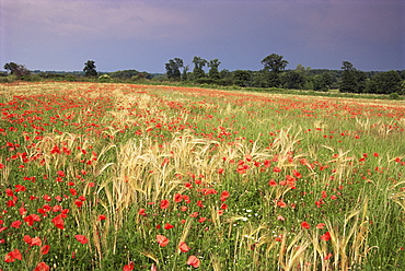 Summer meadow with poppies, near Chateaumeillant, Loire Centre, Centre, France, Europe