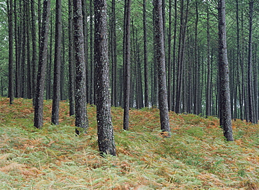 Pine tree trunks, Landes forest, near Lit et Mixe, Landes, Aquitaine, France, Europe