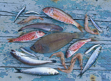 High angle view of still life of a selection of fish, prawns and other seafood from the Mediterranean, on a blue wooden table, Andalucia (Andalusia), Spain, Europe