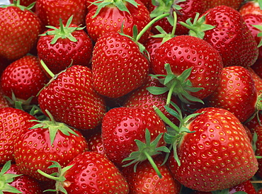 Close-up of a number of red strawberries in Kent, England, United Kingdom, Europe