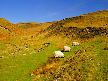 Sheep in the Cheviot Hills, near Wooler, Northumbria, England