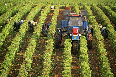 Grape harvest, vineyards near Macon, Burgundy (Bourgogne), France, Europe